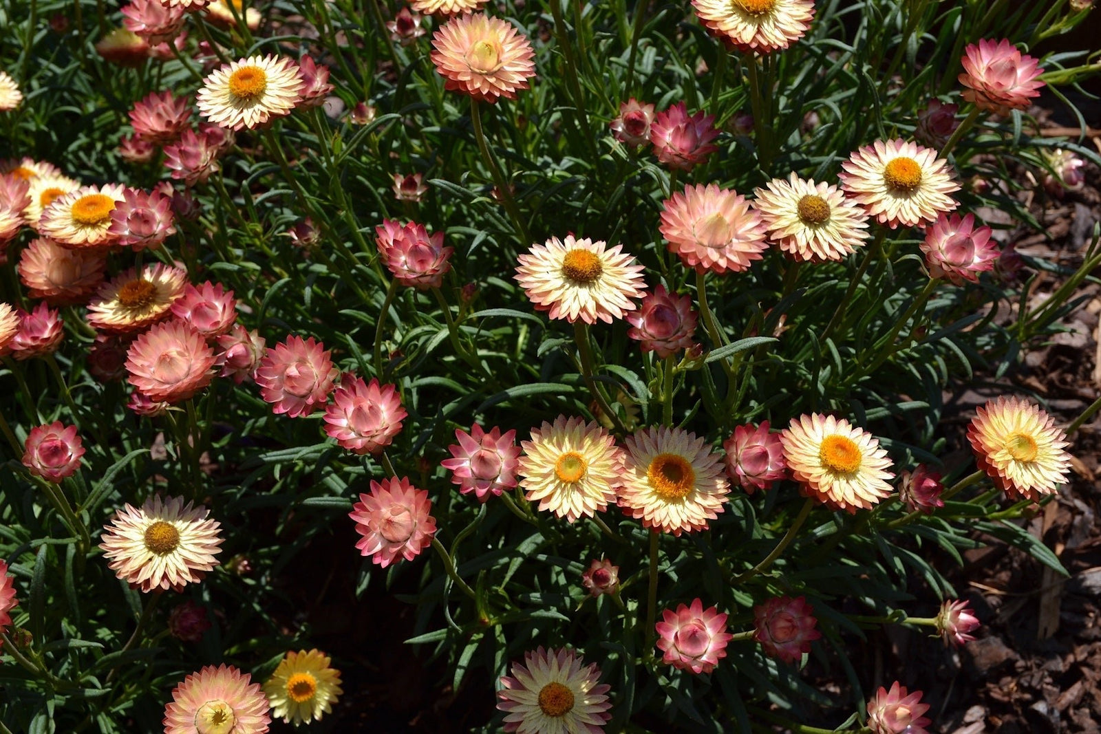 Paper Daisy Kimba Gem (Bracteantha bracteata) - Ladybird Nursery
