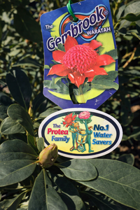 Waratah Gembrook (Telopea) - Ladybird Nursery