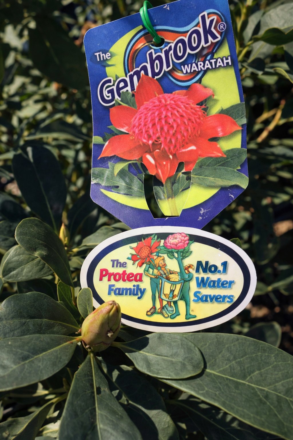 Waratah Gembrook (Telopea) - Ladybird Nursery