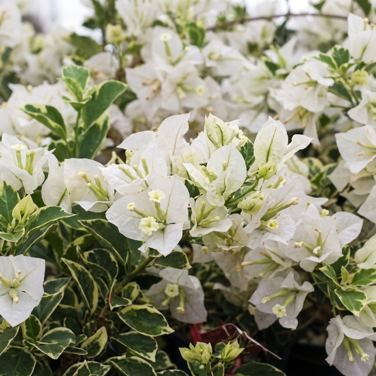 Bougainvillea ‘Panda' (Bougainvillea Bambino™) - Ladybird Nursery