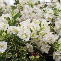 Bougainvillea ‘Panda' (Bougainvillea Bambino™) - Ladybird Nursery