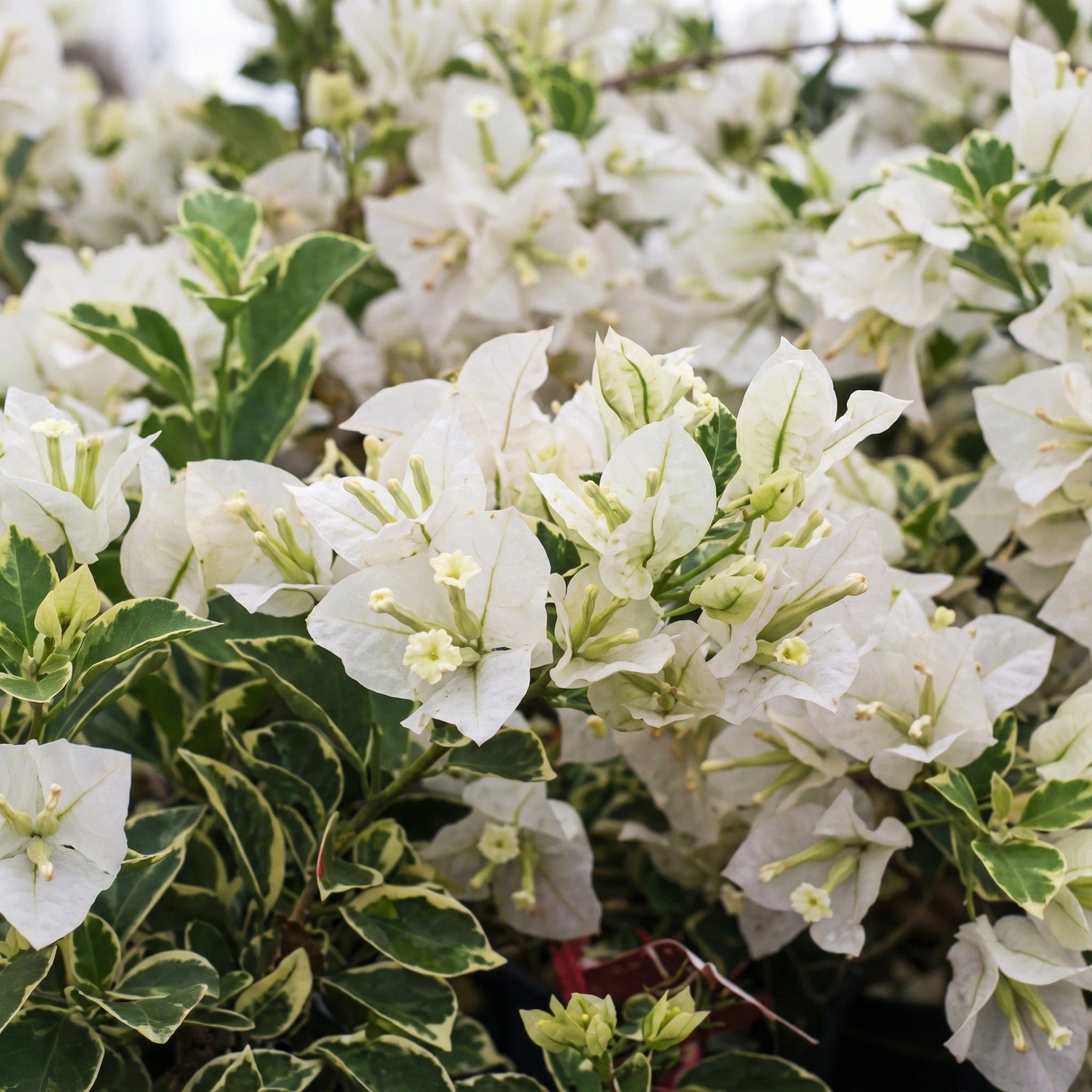 Bougainvillea ‘Panda' (Bougainvillea Bambino™) - Ladybird Nursery
