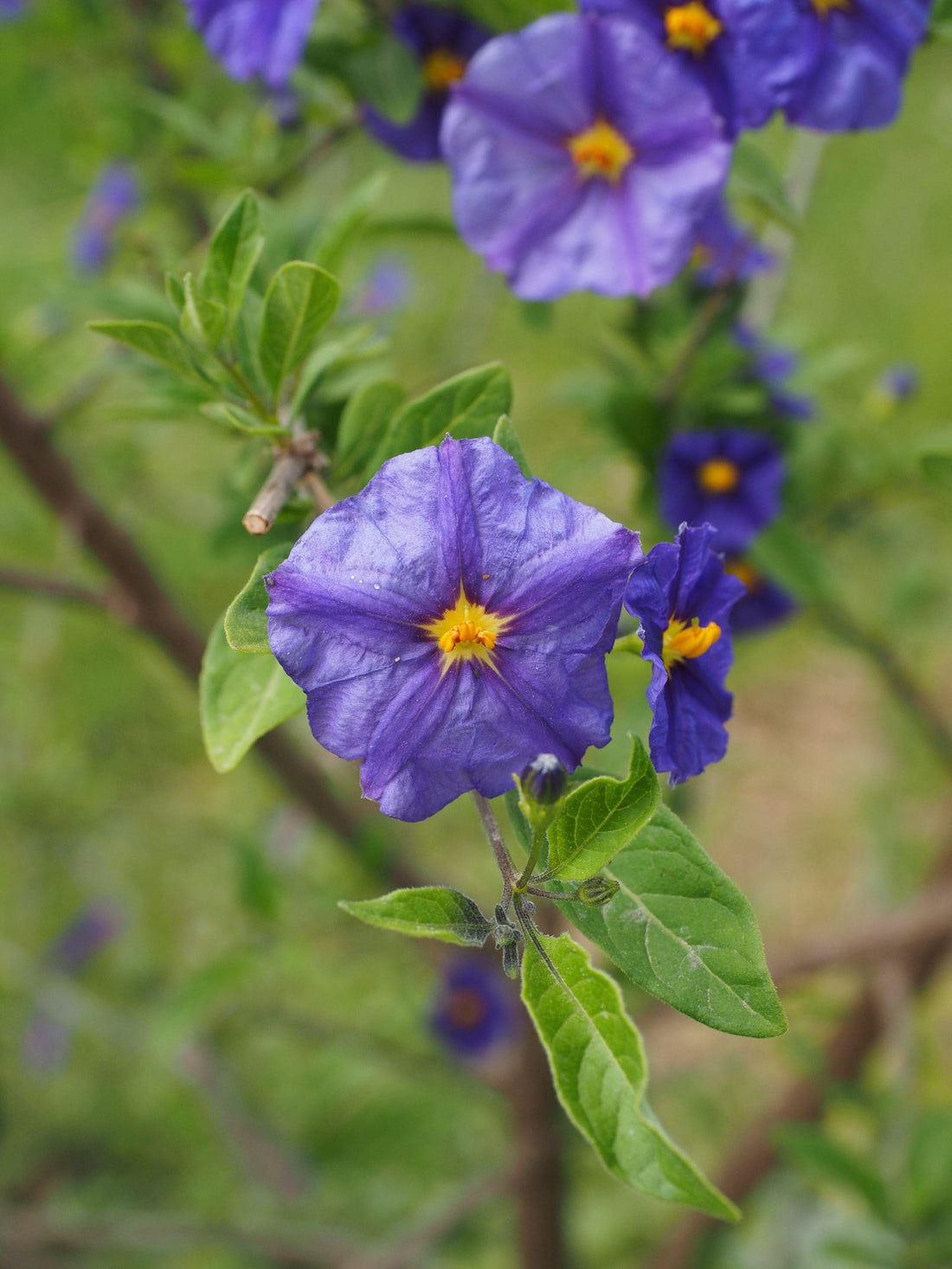Blue Potato Bush (Solanum rantonnettii) - Ladybird Nursery