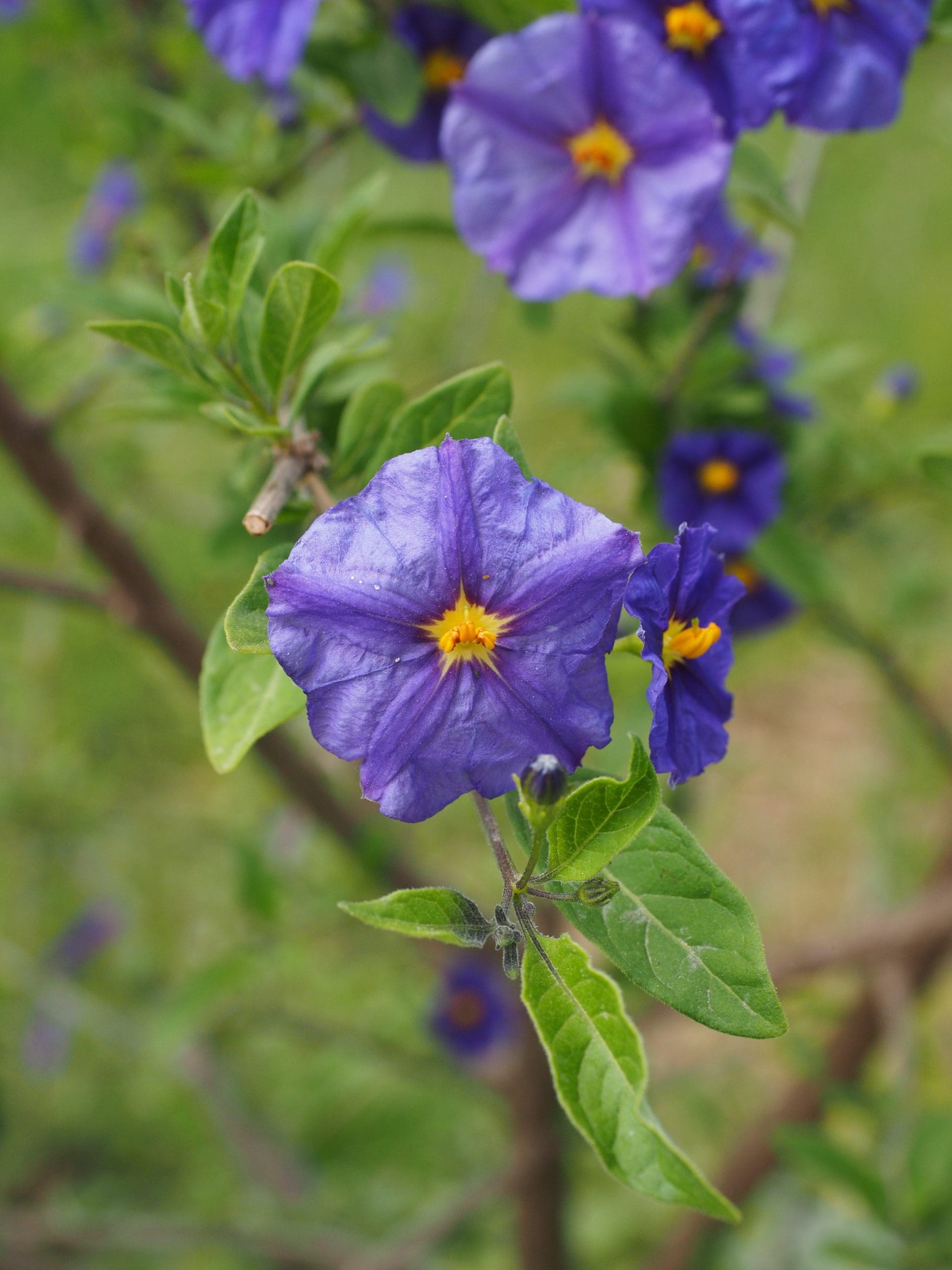 Blue Potato Bush (Solanum rantonnettii)