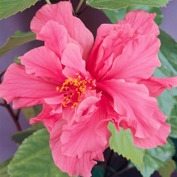 Hibiscus 'Mrs George Davis' (Hibiscus rosa-sinensis) - Large