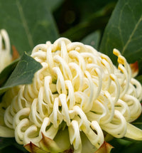 Waratah Wild Brumby 'Georgie Girl (Telopea) - Ladybird Nursery