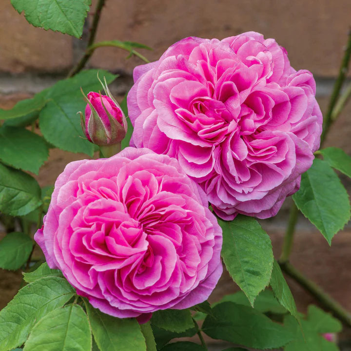 Rose 'Gertrude Jekyll' (David Austin) - Large