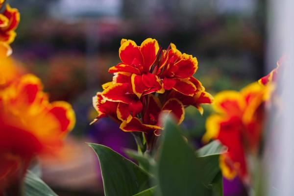 Canna generalis Cannova Red Orange Bicolour (Canna x.) - Ladybird Nursery