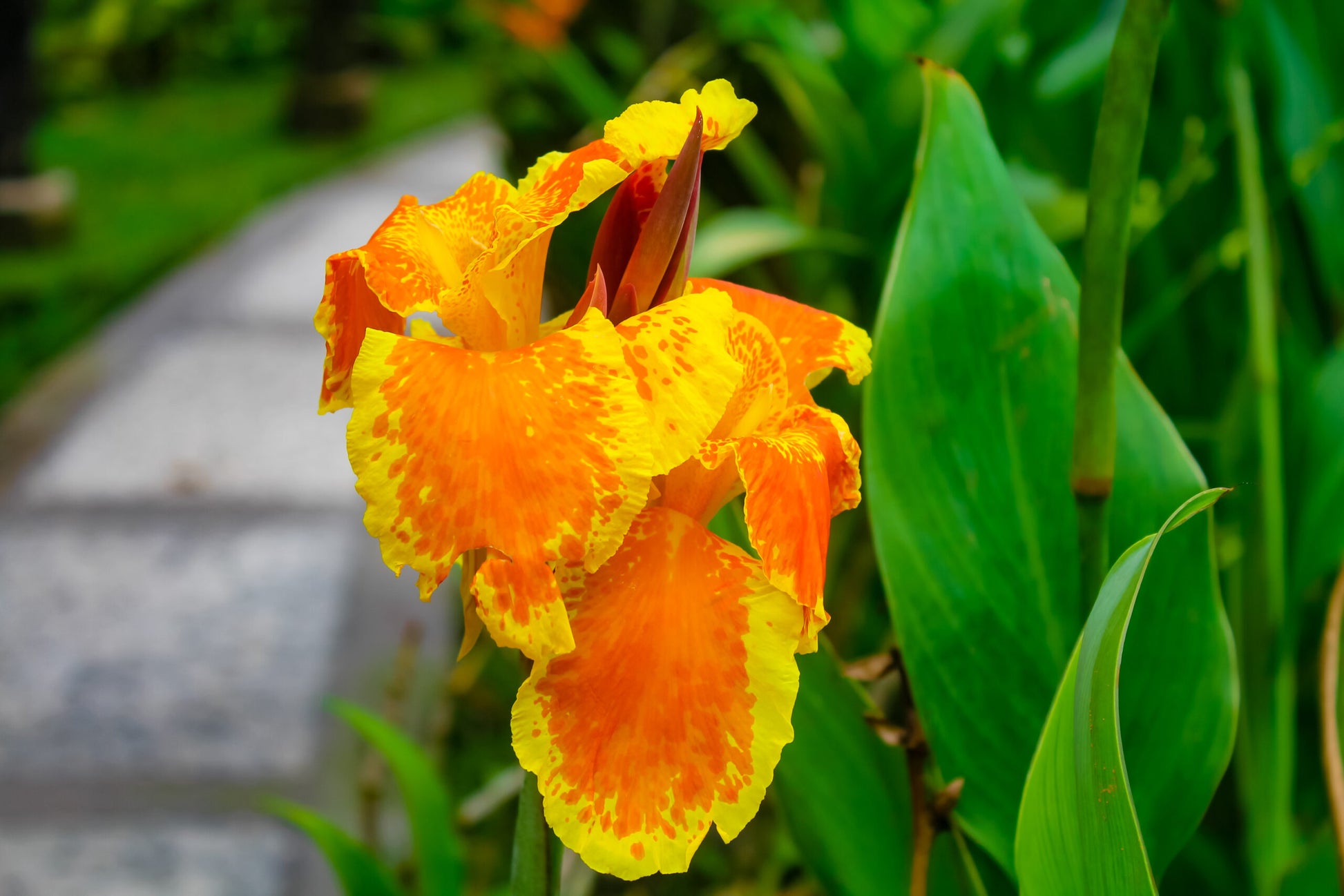 Canna Assorted (Canna spp.)