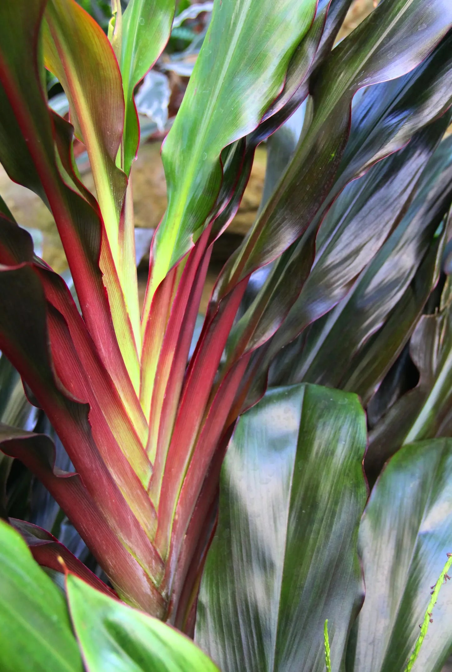 Cordyline Singapore Twist (Cordyline fruticosa)