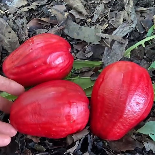 Giant Lau Lau 140mm (syzygium megacarpa)