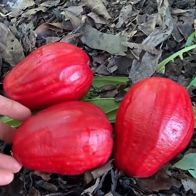 Giant Lau Lau 140mm (syzygium megacarpa) - Ladybird Nursery