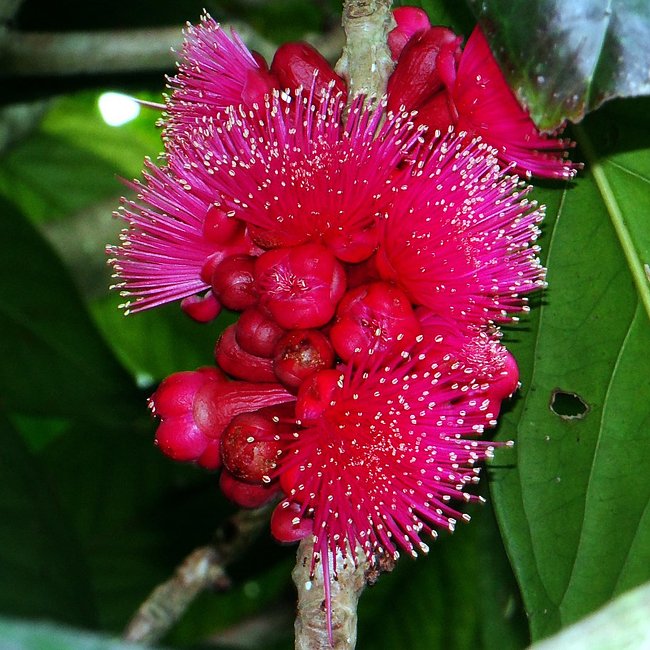Giant Lau Lau 140mm (syzygium megacarpa)
