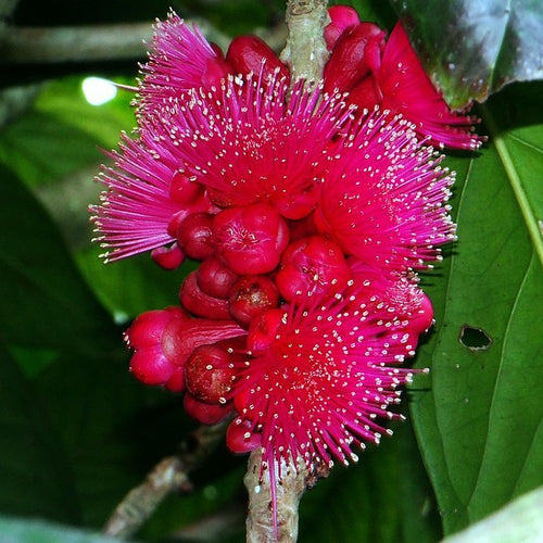 Giant Lau Lau 140mm (syzygium megacarpa) - Ladybird Nursery