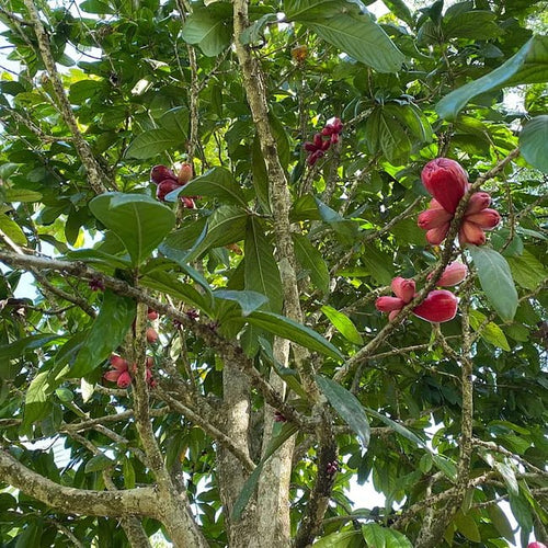 Giant Lau Lau 140mm (syzygium megacarpa) - Ladybird Nursery