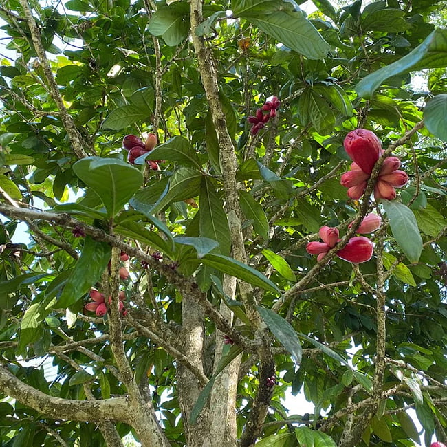 Giant Lau Lau 140mm (syzygium megacarpa)