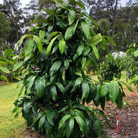 Giant Lau Lau (syzygium megacarpa) - Medium - Ladybird Nursery