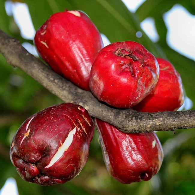 Giant Lau Lau Advanced (syzygium megacarpa)