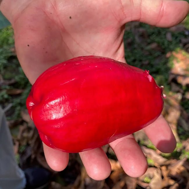 Giant Lau Lau Advanced (syzygium megacarpa) - Ladybird Nursery