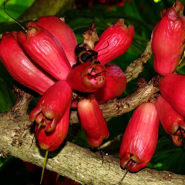 Giant Lau Lau Advanced (syzygium megacarpa) - Ladybird Nursery