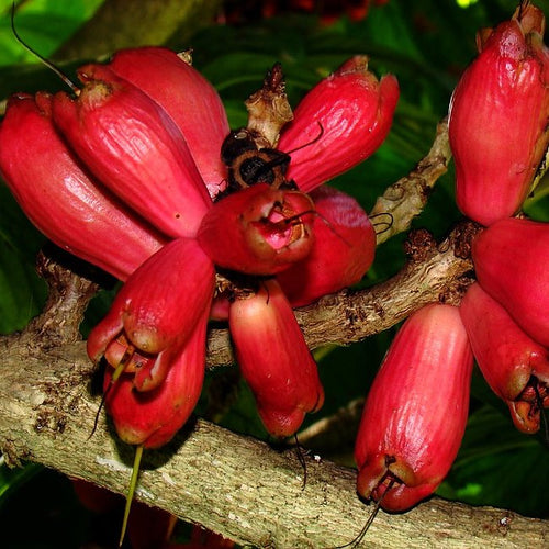 Giant Lau Lau Advanced (syzygium megacarpa) - Ladybird Nursery