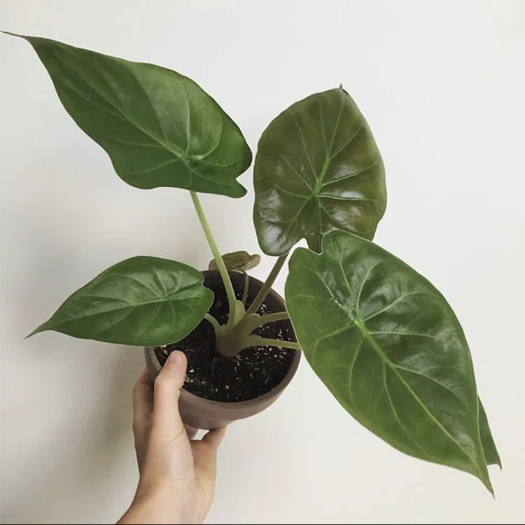 Elephant Ear (Alocasia Bebe) - Ladybird Nursery