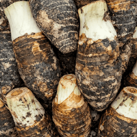 Giant Purple Eating Taro (Colocasia esculenta 'Giant Purple') - Ladybird Nursery