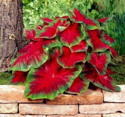Caladium 'Giant Red' - Ladybird Nursery