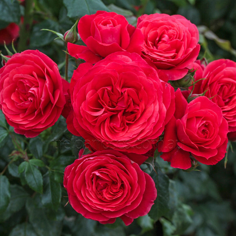 Rose 'Gift Of Friendship' (Bareroot)