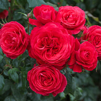 Rose 'Gift Of Friendship' (Bareroot)