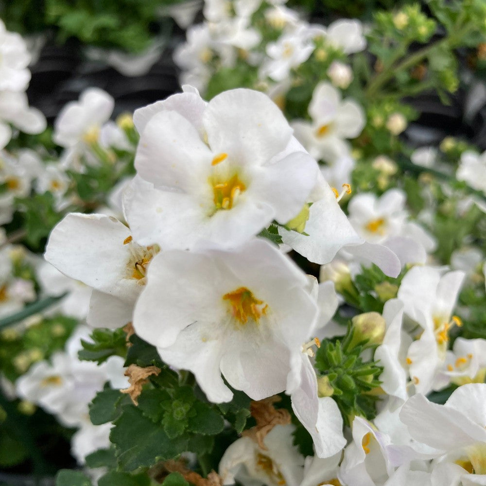 Bacopa Gulliver Dynamic White (Bacopa scopia)