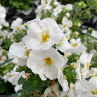 Bacopa Gulliver Dynamic White (Bacopa scopia) - Ladybird Nursery