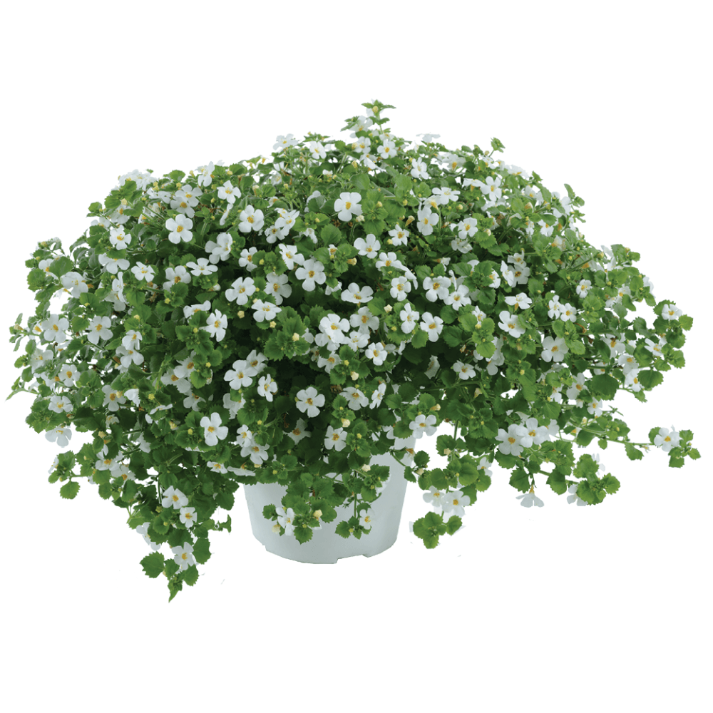 Bacopa Gulliver Dynamic White (Bacopa scopia) - Ladybird Nursery