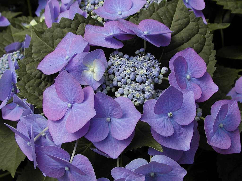 Hydrangea Blue (Hydrangea Spp.)