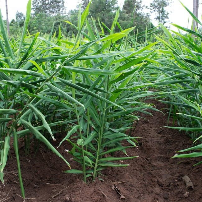 Ginger - Ladybird Nursery