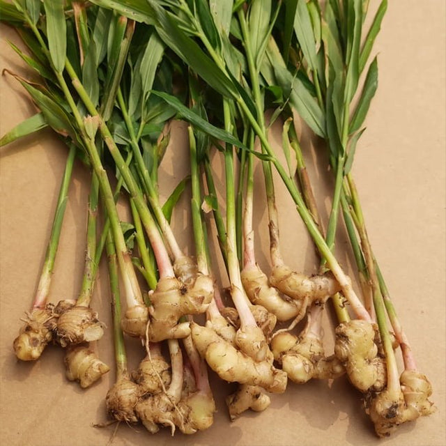 Ginger Fruit Tree – Buy Now! – Ladybird Nursery