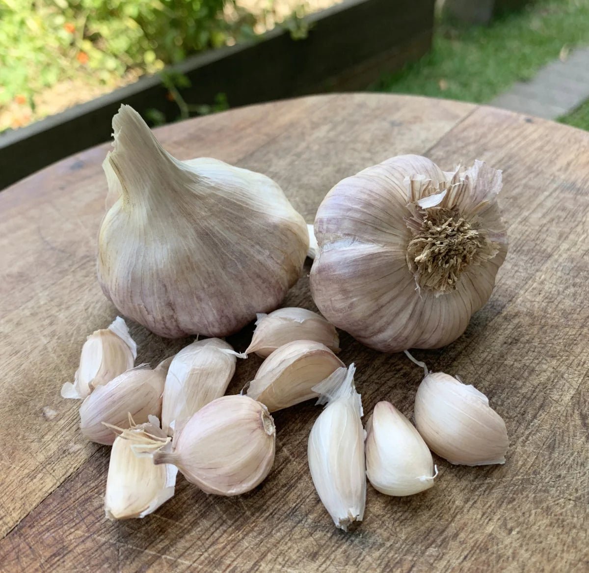 Garlic 'Glen large' - Ladybird Nursery