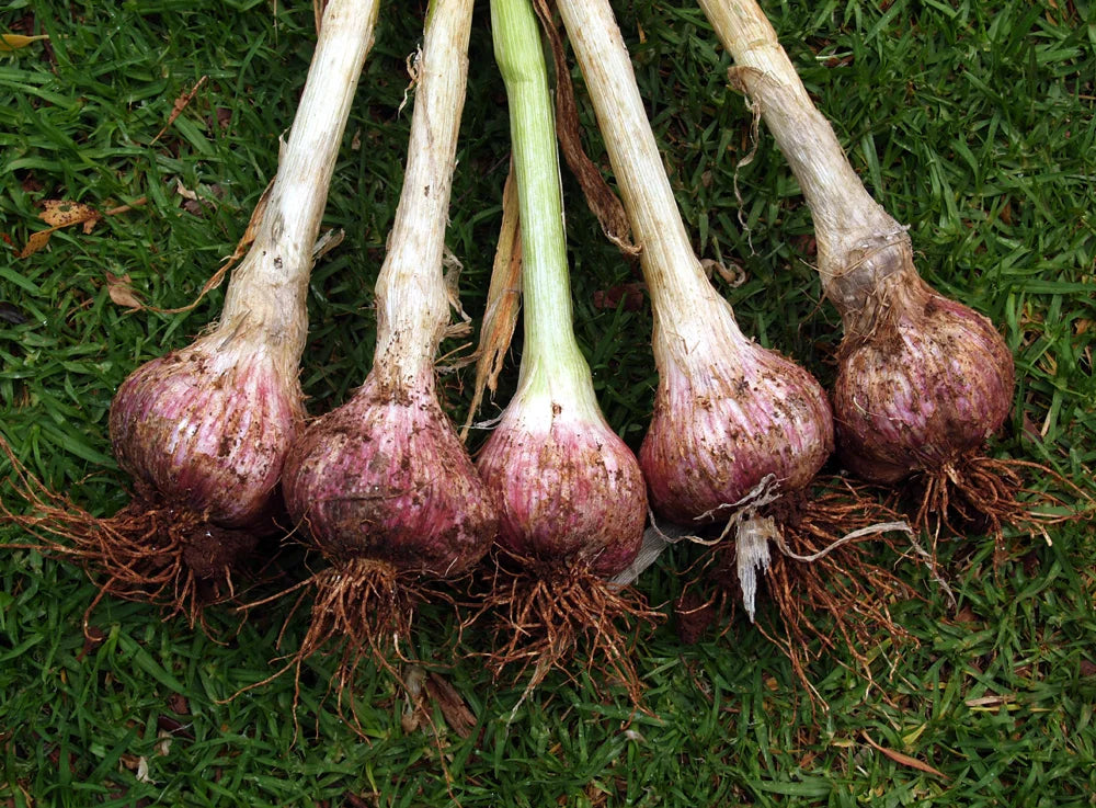Garlic 'Glen large'