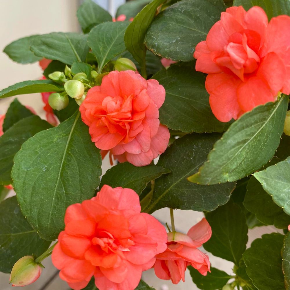 Double Glimmer (Impatiens) - Ladybird Nursery