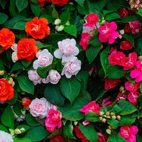 Double Glimmer (Impatiens) - Ladybird Nursery