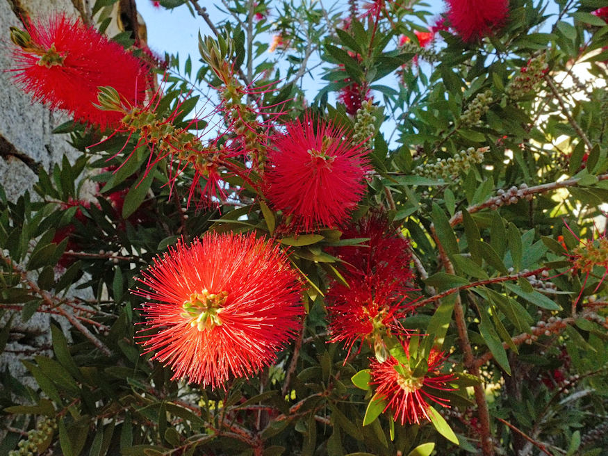 Bottlebrush Genoa Glory (Callistemon)