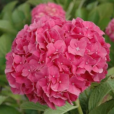 Hydrangea 'Glowing Alps'