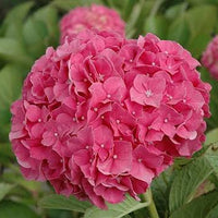 Hydrangea 'Glowing Alps'