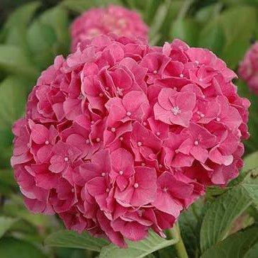 Hydrangea 'Glowing Alps' - Ladybird Nursery