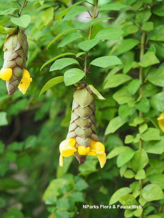 Parrot's Beak (Gmelina philippensis)