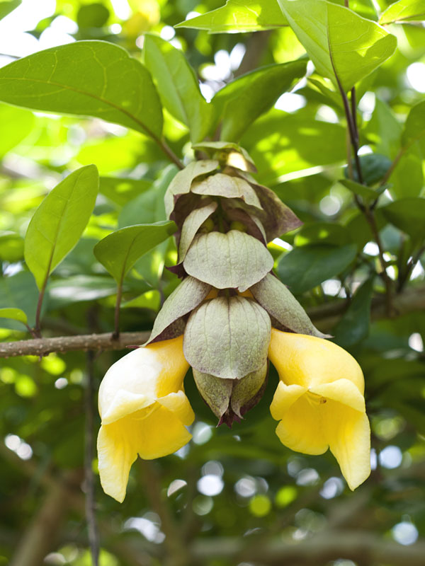 Parrot's Beak (Gmelina philippensis)