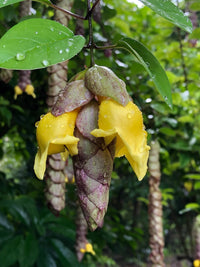 Parrot's Beak (Gmelina philippensis)