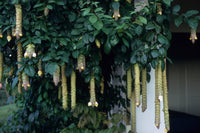 Parrot's Beak (Gmelina philippensis)