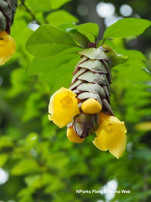 Parrot's Beak (Gmelina philippensis)