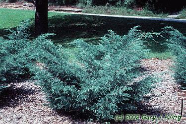 Eastern Red Cedar Grey Owl (Juniperus virginiana)